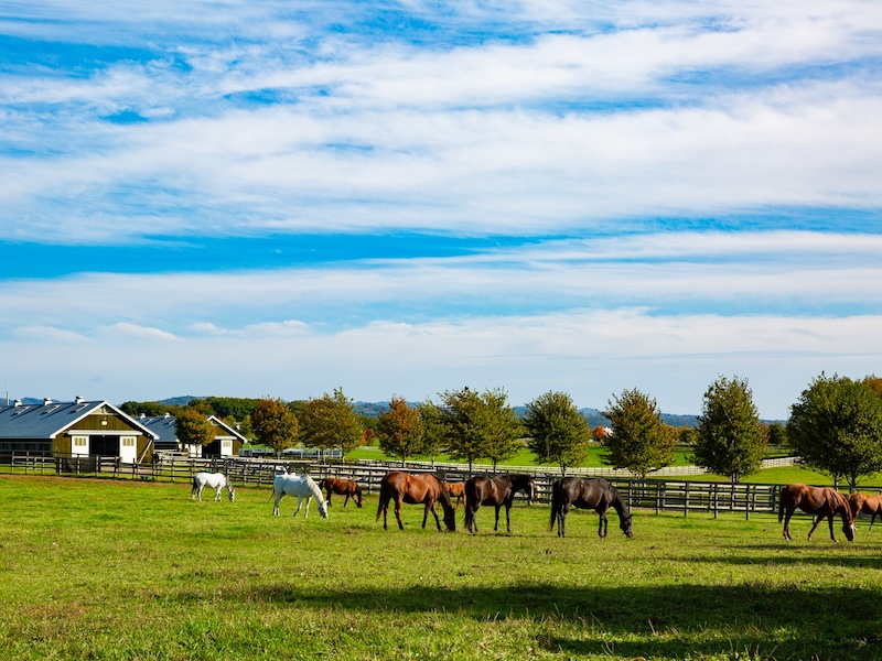ジャイアント　AROUND SAPPORO RIDE