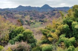 をくづれ水仙郷