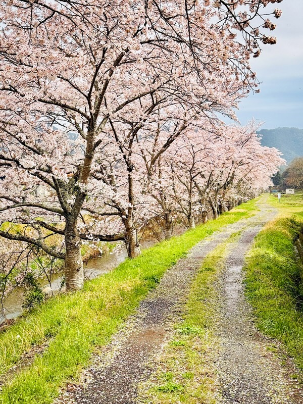 桜並木